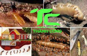 Diệt mối tại nhà tỉnh Hải Dương giá rẻ, an toàn 5 Công ty diệt mối tại tỉnh Hà Giang