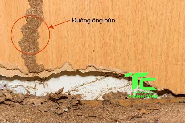 Công ty diệt mối tại quận Thanh Xuân