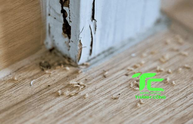 Công ty diệt mối tại quận Thanh Xuân