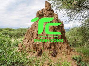 Tuyệt Tác Kiến Trúc: Lâu Đài Của Mối 2 Lâu đài của mối