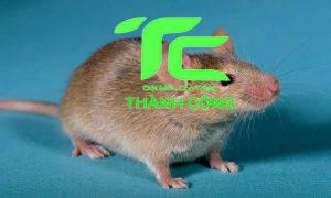 Top 5+ Thuốc diệt chuột hiệu quả nhất hiện nay 6 Thuốc diệt chuột hiệu quả nhất