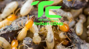 Xử lý mối tại nhà tỉnh Hải Phòng an toàn, nhanh chóng 13 xu ly tai nha 3