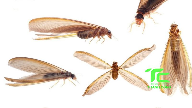 Dịch vụ chống mối công trình huyện Nhà Bè - chuyên nghiệp uy tín hàng đầu 7 Chống mối công trình huyện Nhà Bè