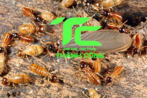 Lựa chọn công ty diệt mối tại huyện Củ Chi an toàn, chất lượng 1 Công ty diệt mối tại huyện Củ Chi an toàn, chất lượng