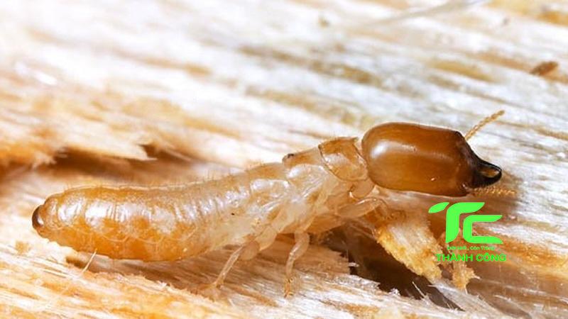 Công ty diệt mối tại Quận 10  giá rẻ, hiệu quả cao: Diệt mối Thành Công 7 Công ty diệt mối tại quận 10