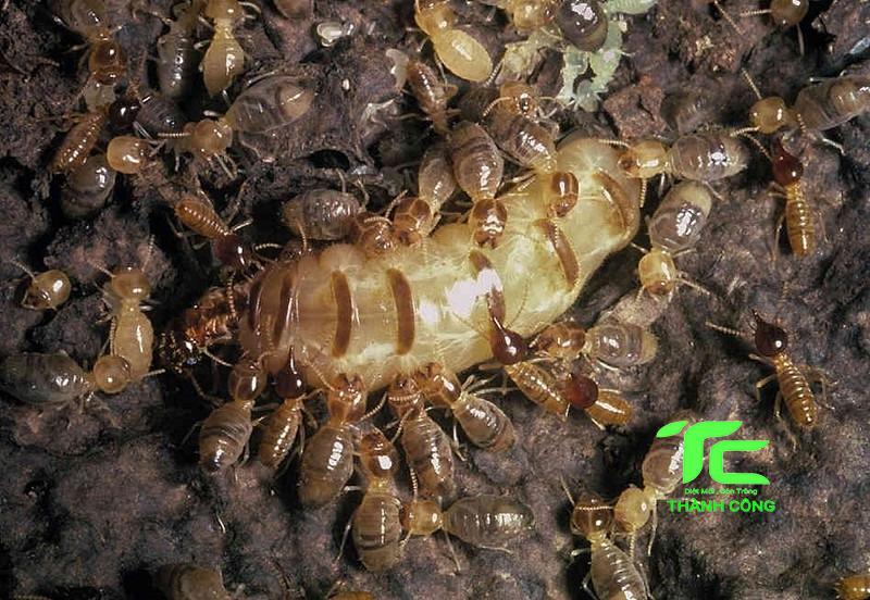 Công ty diệt mối tại Quận 10  giá rẻ, hiệu quả cao: Diệt mối Thành Công 8 Công ty diệt mối tại quận 10