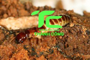 Công ty diệt mối tại Quận 10  giá rẻ, hiệu quả cao: Diệt mối Thành Công 5 Công ty diệt mối tại quận 10