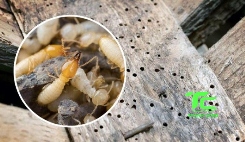 Dịch vụ diệt mối tận gốc tại Quận 12 - Dịch vụ chuyên nghiệp và uy tín cho mọi nhà 7 Dịch vụ diệt mối tận gốc tại Quận 12