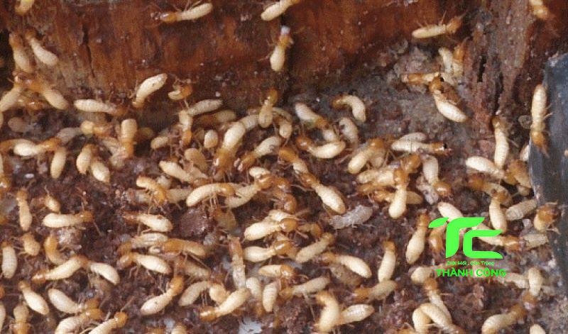 Dịch vụ diệt mối tận gốc tại Quận 12 - Dịch vụ chuyên nghiệp và uy tín cho mọi nhà 9 Dịch vụ diệt mối tận gốc tại Quận 12