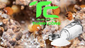 Dịch vụ diệt mối tận gốc tại nhà tỉnh Hà Nam 9 Dịch vụ diệt mối tận gốc tại nhà tỉnh Hà Nam