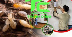 Bảo vệ ngôi nhà của bạn khỏi mối mọt với dịch vụ diệt mối tại quận 6 - Hồ Chí Minh uy tín, chất lượng 6 diệt mối tại quận 6