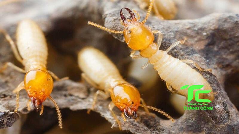 Bảo vệ ngôi nhà của bạn khỏi mối mọt với dịch vụ diệt mối tại quận 6 - Hồ Chí Minh uy tín, chất lượng 5 diệt mối tại quận 6