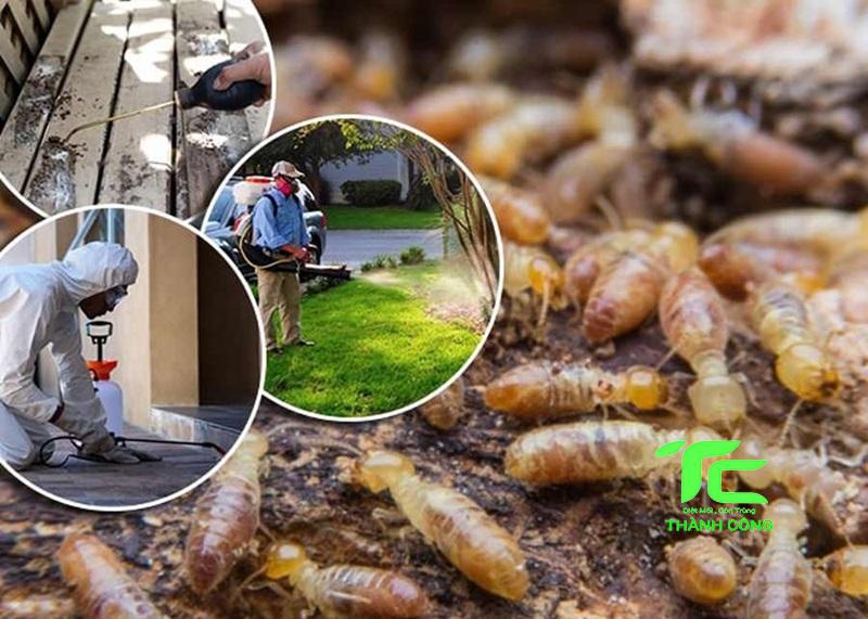 Bảo vệ ngôi nhà của bạn khỏi mối mọt với dịch vụ diệt mối tại quận 6 - Hồ Chí Minh uy tín, chất lượng 7 diệt mối tại quận 6