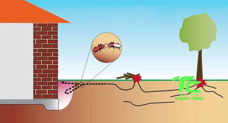 Bảo vệ ngôi nhà của bạn khỏi mối mọt với dịch vụ diệt mối tại quận 6 - Hồ Chí Minh uy tín, chất lượng 6 diệt mối tại quận 6