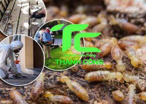 Diệt mối tận gốc tại nhà tỉnh Thanh Hóa an toàn, giá rẻ. 5 phương pháp diệt mối tại nhà trong tình thế cấp bách 16 Diệt mối tấn gốc tại nhà tỉnh Thanh Hóa
