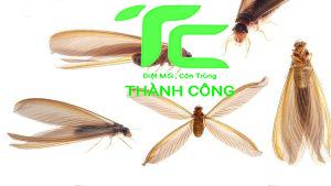 Thuốc diệt mối tận gốc: Giải pháp mang cuộc sống bình yên quay trở lại  11 Thuốc diệt mối tận gốc