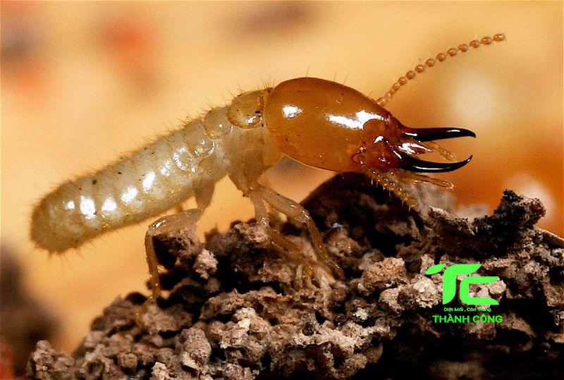 Xử lý mối tại nhà tỉnh Hòa Bình-uy tín hàng đầu 5 Xử lý mối tại nhà tỉnh Hòa Bình uy tín hàng đầu