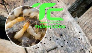 Diệt mối Thành Công: Công ty diệt mối tại Quận 5 chuyên nghiệp và uy tín 8 Công ty diệt mối tại quận 5