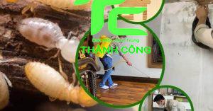 Dịch vụ diệt mối tận gốc tại Quận 4 an toàn, uy tín và chất lượng hàng đầu 12 Diệt mối tận gốc tại Quận 4
