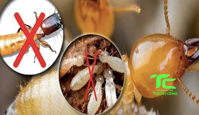 Quy trình diệt mối công trình Quận 12