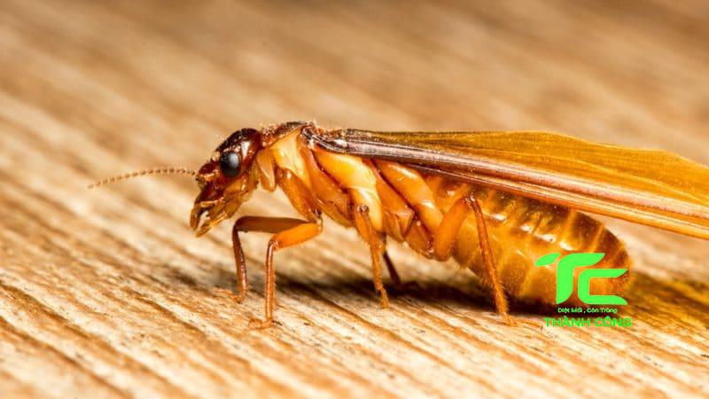 Quy trình diệt mối công trình quận Bình Tân 5 Quy trình diệt mối công trình quận Bình Tân