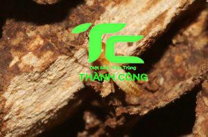 Bị mối cắn có sao không? Cách xử lý khi bị cắn hiệu quả 8 bí mối cắn có sao không