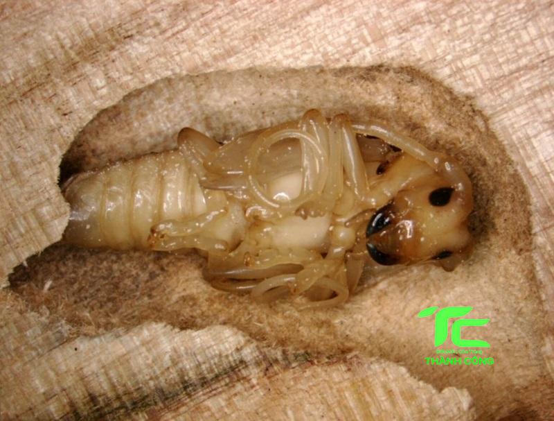 bí mối cắn có sao không