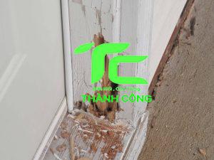 Cách chống mối mọt cho đồ gỗ: Hướng dẫn chi tiết 3 Cách chống mối mọi cho đồ gỗ