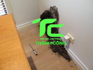 Cách diệt mối trong tường nhà hiệu quả và những điều cần biết 16 cách diệt mối trong tường nhà