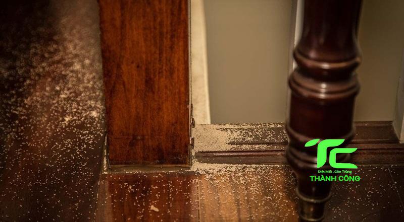 Cách chống mối cho nhà mới xây hiệu quả, tận gốc 6 chống mối cho nhà mới xây