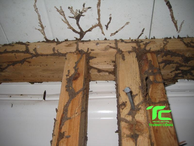 Cách chống mối cho nhà mới xây hiệu quả, tận gốc 7 chống mối cho nhà mới xây