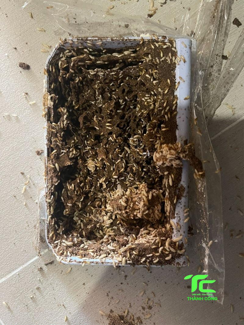 Diệt mối tại nhà bằng hộp nhử mối hiệu quả, đơn giản 6 Hộp nhử mối