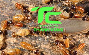 Mối cánh bay vào nhà - Cách diệt gọn nhanh chóng và phòng chống hiệu quả 14 Mối cánh bay vào nhà