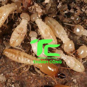 Mẹo phòng chống mối cho công trình xây dựng triệt để 10 phòng chống mối