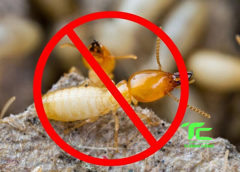 Mẹo phòng chống mối cho công trình xây dựng triệt để 8 phòng chống mối