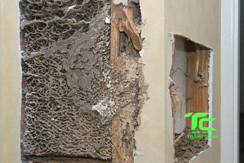 Tại sao tổ mối trong nhà? Mẹo diệt hiệu quả, triệt để 5 Tổ mối trong nhà