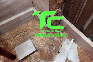 Tại sao tổ mối trong nhà? Mẹo diệt hiệu quả, triệt để 11 Tổ mối trong nhà