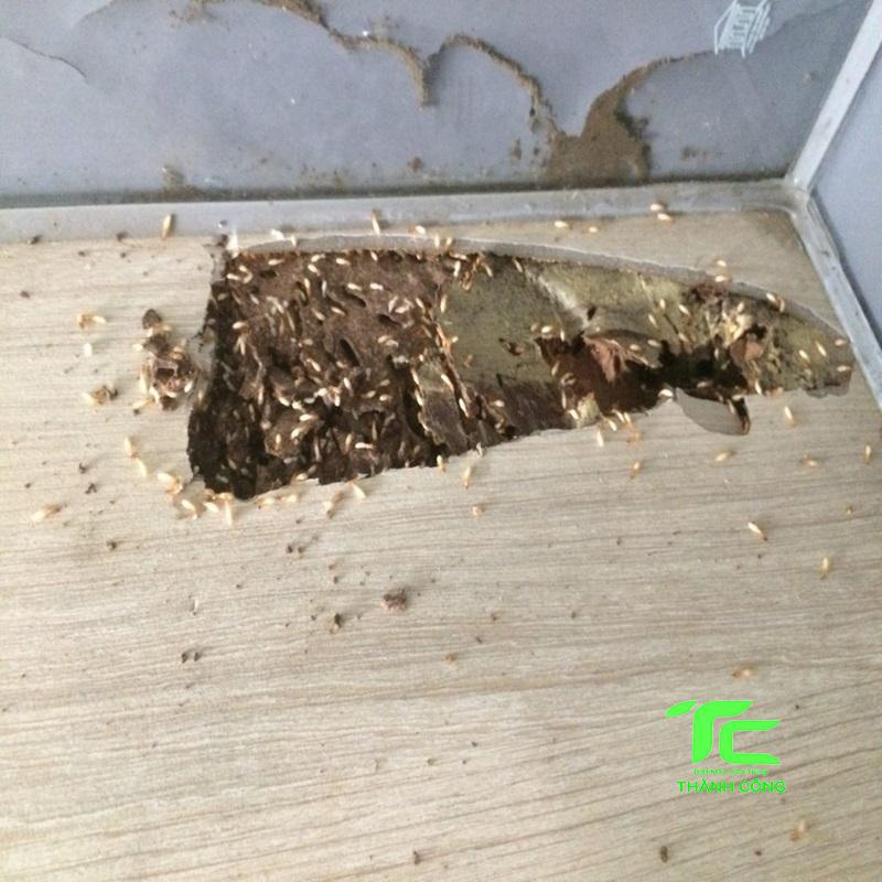 Tại sao tổ mối trong nhà? Mẹo diệt hiệu quả, triệt để 8 Tổ mối trong nhà