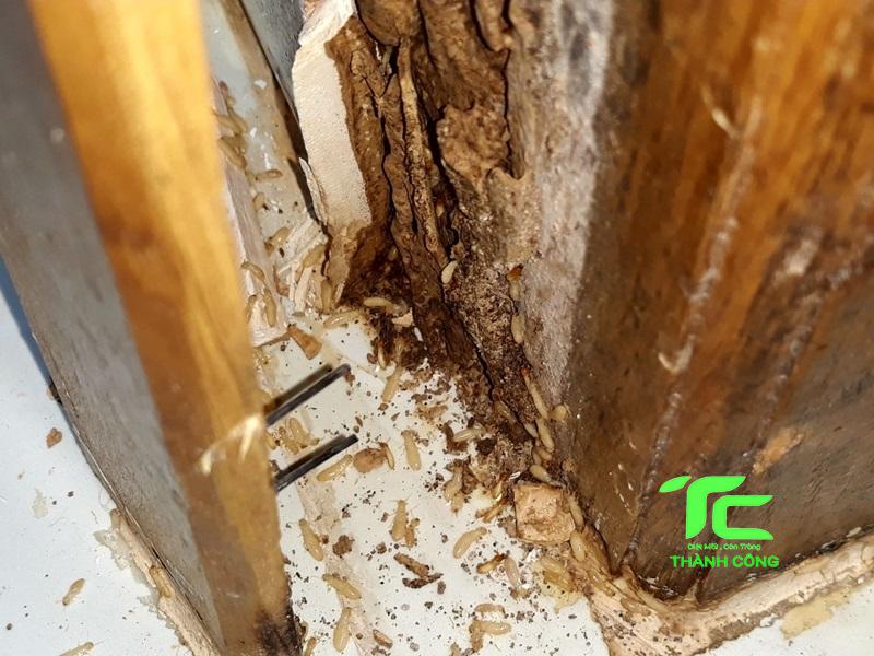 Tại sao tổ mối trong nhà? Mẹo diệt hiệu quả, triệt để 7 Tổ mối trong nhà