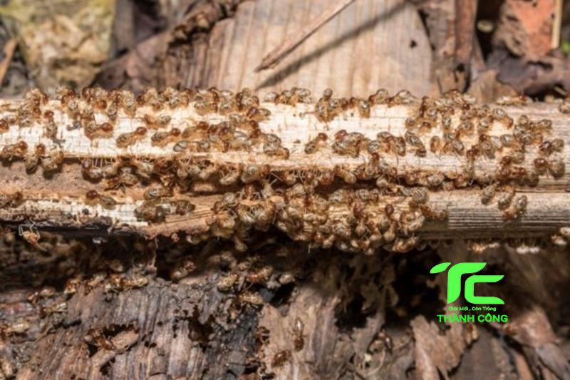 Tại sao tổ mối trong nhà? Mẹo diệt hiệu quả, triệt để 6 Tổ mối trong nhà