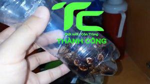 Hướng dẫn cách bẫy gián tại nhà hiệu quả 6 cách bẫy gián