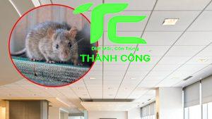 Cách đuổi chuột trên trần nhà hiệu quả nhất 3 cách đuổi chuột trân trần nhà