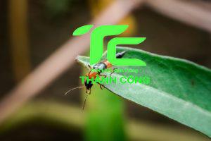 Hướng dẫn chi tiết cách trị kiến ba khoang nhanh chóng, an toàn 5 cách trị kiến ba khoang