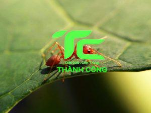 5+ Cách diệt kiến lửa trong vườn hiệu quả và an toàn 20 diệt kiến lửa trong vườn