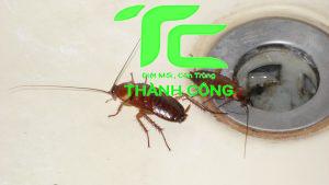 Những biện pháp đuổi gián trong bếp hiệu quả và an toàn 2 đuổi gián trong bếp