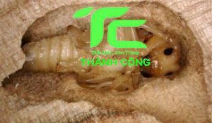 Mối gỗ là gì? Tác hại và cách phòng chống hiệu quả 2 Mối gỗ