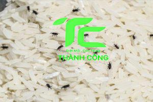 Cách xử lý mọt gạo an toàn và hiệu quả tại nhà 19 mọt gạo
