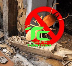 Ưu nhược điểm của thuốc bột diệt mối mà bạn cần biết 1 thuốc bột diệt mối