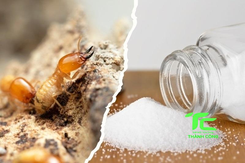 Cách dùng thuốc diệt mối an toàn