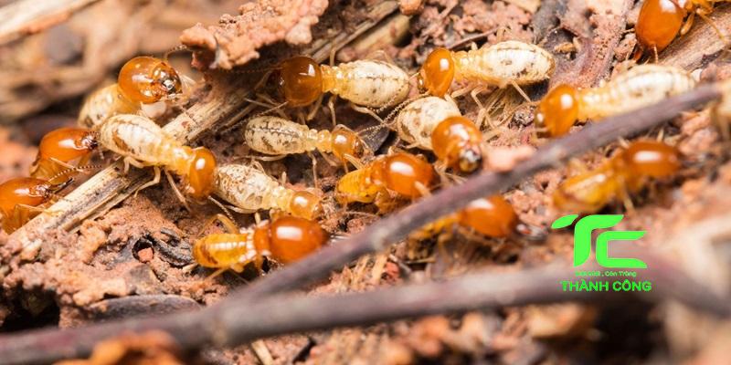 Cách dùng thuốc diệt mối an toàn